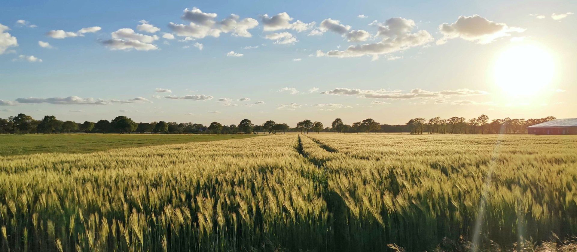 Schöne Landschaft mit Feldern und Waldrand, Heimat von Inpsyde CEO Alex Frison